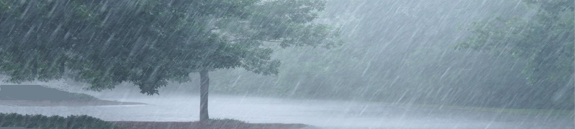 Image of a heavy rain shower on a tree. Water flooding in middle ground. 