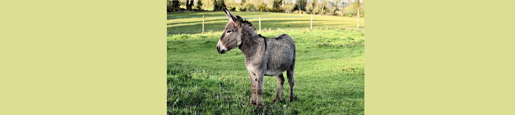 Medium sized gray donkey in green pasture. 